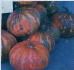 La Estrella F1 21406 Pompoen 50 zaden