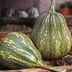 Phoenix pompoen zaden