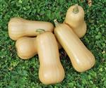 Butternut Early Nutter F1 flespompoen 250 zaden