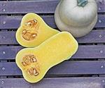 JWS 6823 F1 Bio Butternut Flespompoen 5000 zaden