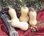 Butternut Pixy F1 flespompoen zaden