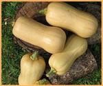 Tiana F1 Butternut Pompoen 10000 zaden