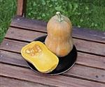 Honeynut Butternut Flespompoen zaden