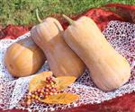Tosca F1 Butternut Pompoen zaden