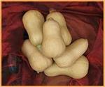 Butternut Hawk F1 flespompoen 50 zaden