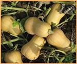 Butternut Harrier F1 flespompoen 50 zaden