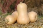 Metro F1 Butternut flespompoen 250 zaden