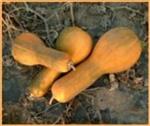 Tambura Butternut Pompoen 50 zaden