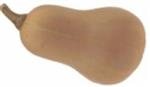 Ponca Butternut pompoen 50 zaden