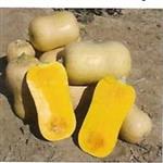 Sunset Butternut Pompoen zaden