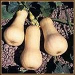 Waltham Butternut pompoen 50 zaden