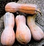 Rugosa Butternut pompoen zaden