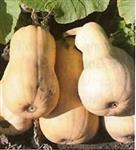 Mathilda pompoen 250 zaden