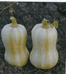 Bugle pompoen 50 zaden