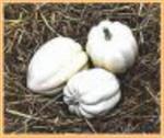White Swan Acorn pompoen basiseenheid zaden