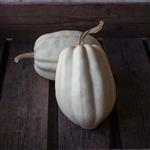 Mashed Potato F1 Mashed Potato F1 zaden