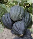 Black Bellota F1 pompoen zaden