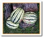 Jester F1 Pompoen zaden