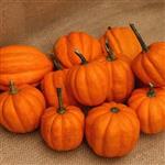 Gill's Golden Pippin pompoenzaden