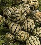 Heart of gold F1 pompoen 1000 zaden