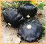 Patisson Gagat pompoen 50 zaden