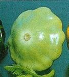 Patty groen tint / Peter Pan 1000 zaden