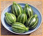 Piccolo F1 Rondini courgette Gestreepte Rondini 50 zaden