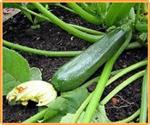 Courgette Darko F1 250 zaden