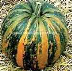 Comet Olkurbis oliepompoen 250 zaden