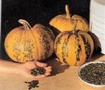 Kakai Oliepompoen 250 zaden