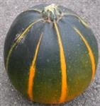 Eightball-ch F1 pompoen basiseenheid