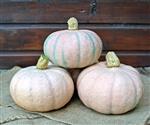 Winter Blush F1 Roze eetpompoen 50 zaden