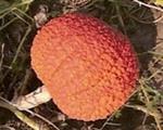 Rote Warze rood Warthy thing pompoen 250 zaden