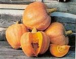 Amish Pie pompoen 250 zaden