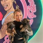 Prachtige Duitse Herder pups.