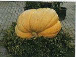 Atlantic Gigant Dill's reuzepompoen 250 zaden