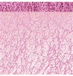 Roze Honeycomb Lint Glitter 5m