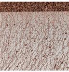 Bruine Honeycomb Lint Glitter 5m