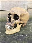 Decoratieve Schedel - Skull - Polystone - 23 cm