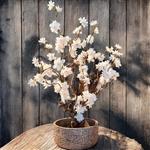 Kunst bloesemboom – Kunstboom – Creme / Peach - Champagne - 50cm – Voor binnen – Cherry Blossom