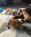 Prachtige Engelse bulldog pups beschikbaar.