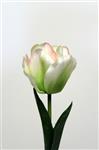 Korte stevige tulp - wit roze - 25cm -