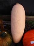 Pink Jumbo Banana pompoen basiseenheid zaden