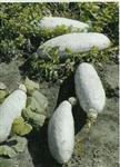 Guatemalan blue banana pompoen basiseenheid