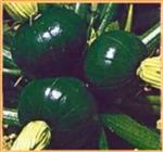 Tronco Redondo Verde Pompoen basiseenheid zaden