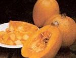 Melonette Jaspee de vendee pompoen basiseenheid zaden