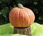Mr. Fugly F1 Cucurbita maxima rode pompoen zaden