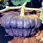 New Zealand Blue pompoen basiseenheid zaden