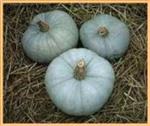 Bleu / Blue de Hongrie pompoen basiseenheid