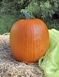 Cargo PMT F1 halloweenpompoen basiseenheid